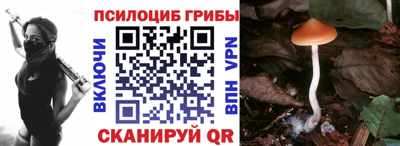 хочу наркоту  Строитель  Псилоцибиновые грибы Psilocybe 